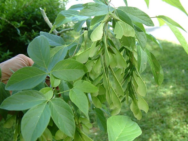 Acer negundo